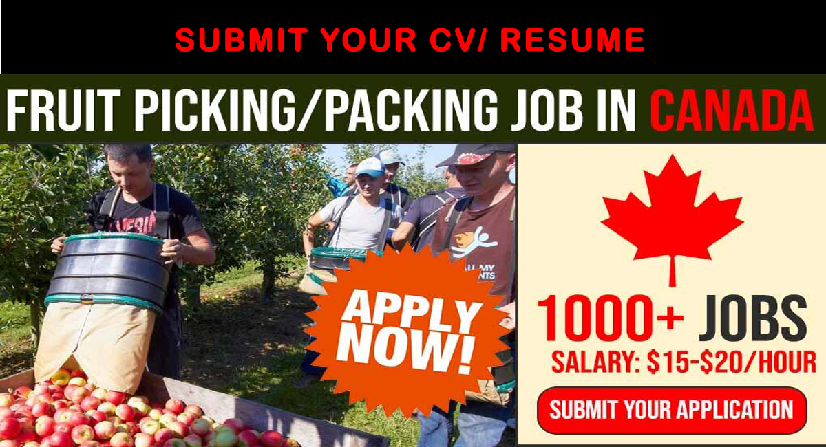 Fruit picker jobs in Canada lmia 2023 Visa sponsorship