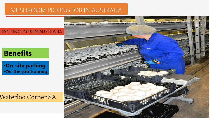 EXCITING JOBS IN AUSTRALIA| MUSHROOM PICKER 2023