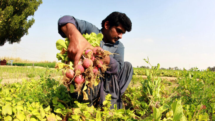 Agricultural Helper Needed in Abu Dhabi