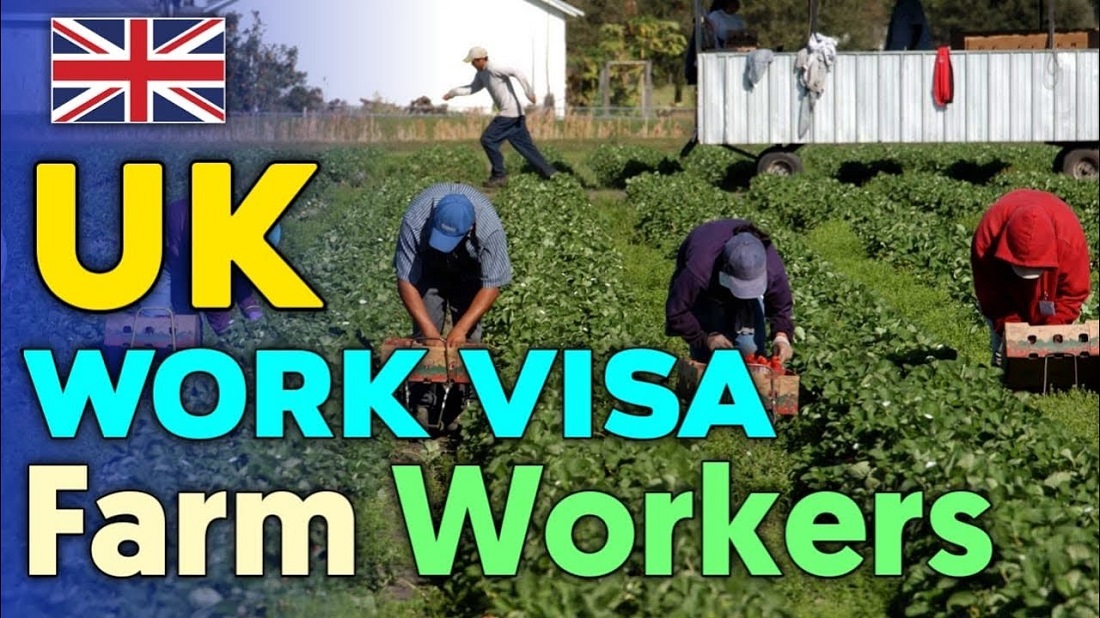 Fruit Picking Jobs With Visa Sponsorship UK 2024